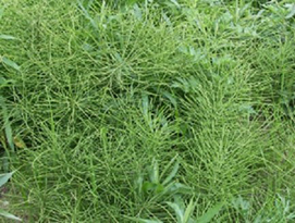 Equisetum arvense L