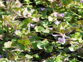 カキドオシ(Glechoma hederacea L. var. grandis Kudo)