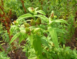 Hypericum ascyron L.