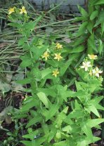 Hypericum erectum Thunb