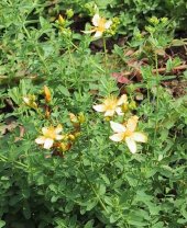 Hypericum perforatum L.