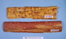 Phellodendron amurense Ruprecht