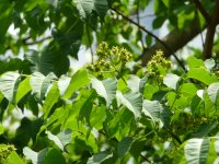 Phellodendron Bark