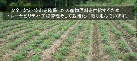 栽培風景