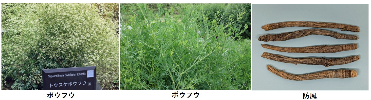 防風
