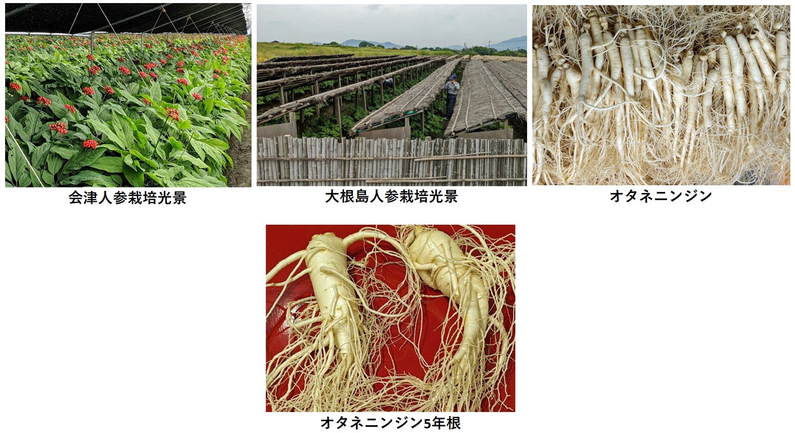 人参