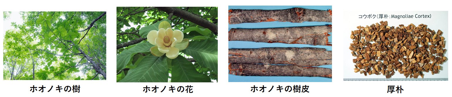 厚朴