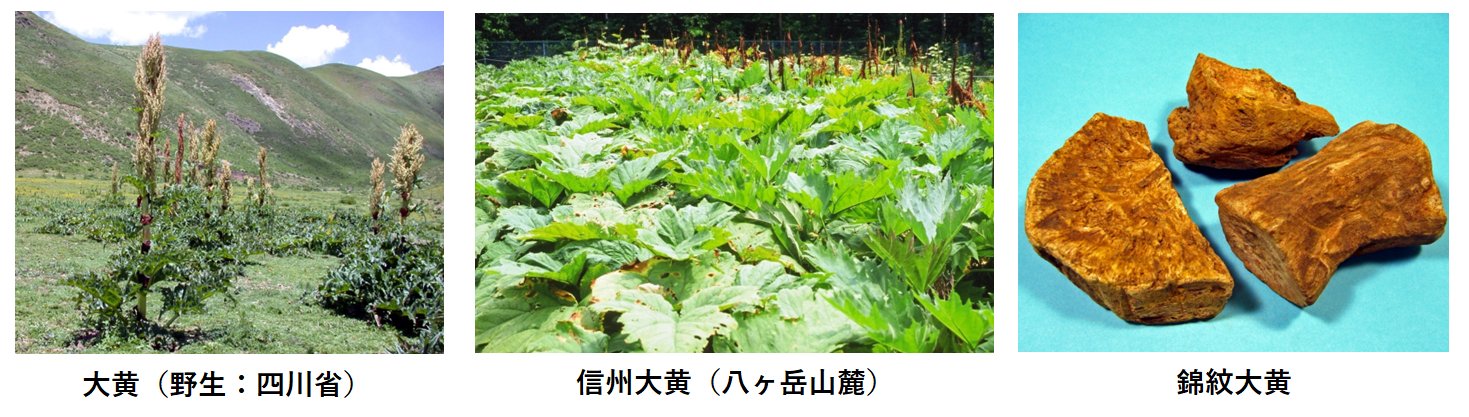 大黄
