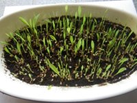 発芽した稗