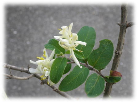 ヒョウタンボクの花