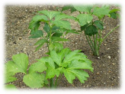 苗を畑と鉢へ植えてみた