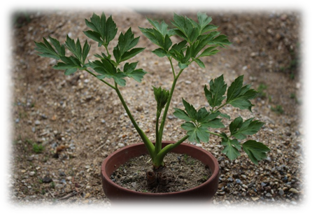 苗を畑と鉢へ植えてみた