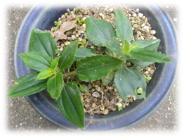 鉢植えのツルリンドウ
