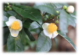 お茶の花