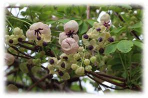 アケビの雄花と雌花