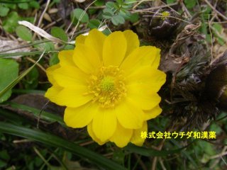 フクジュソウ
