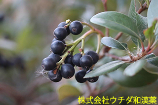 シャリンバイ（実）バラ科