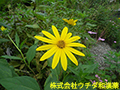 キクイモ キクイモ