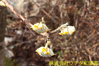 ミツマタ　ジンチョウゲ科