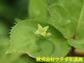 ハナイカダ ハナイカダ
