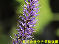 クガイソウ クガイソウ