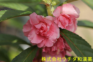 ホウセンカ　ホウセンカ科