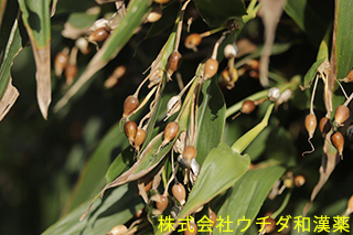 ハトムギ（実）イネ科
