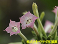 タバコ タバコ