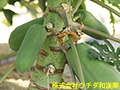 パパイヤ パパイヤ