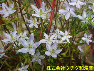 ムラサキセンブリ　リンドウ科
