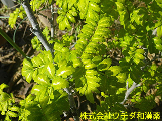 サンショウ（葉）ミカン科