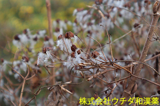 センニンソウ（種子）キンポウゲ科