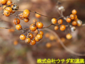 ヘクソカズラ(種子) ヘクソカズラ(種子)