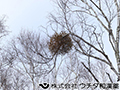 ヤドリギ ヤドリギ