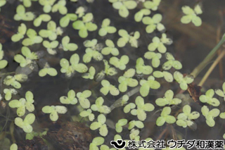ウキクサ　ウキクサ科