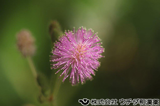 オジギソウ　マメ科
