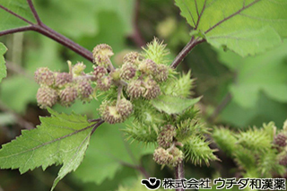 オナモミ　キク科