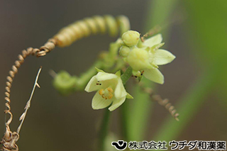 ハヤトウリ　ウリ科