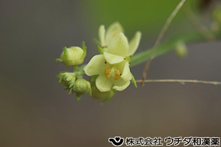 ハヤトウリ　ウリ科