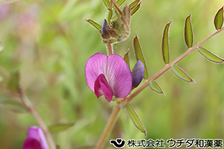 カラスノエンドウ　マメ科