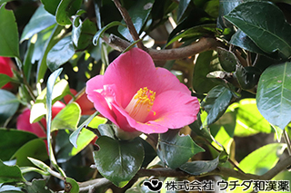 ツバキ　ツバキ科