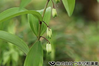 アマドコロ　ユリ科