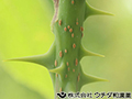 ハリギリ ハリギリ