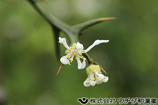 カラタチ　ミカン科