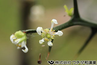 カラタチ　ミカン科