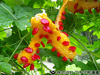 ツルレイシ（果実）　ウリ科