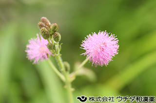 オジギソウ　マメ科