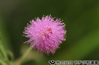 オジギソウ　マメ科