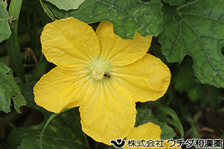 トウガン（果実）　ウリ科