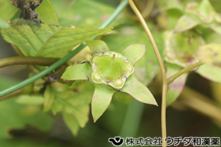 ツルニンジン（果実）　キキョウ科
